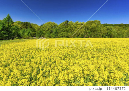 初夏に咲く菜の花　三ノ倉高原の花畑　福島県喜多方市 114407372