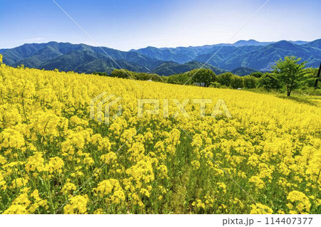初夏に咲く菜の花　三ノ倉高原の花畑　福島県喜多方市 114407377