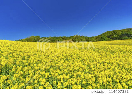 初夏に咲く菜の花 三ノ倉高原の花畑 福島県喜多方市 初夏に咲く菜の花 三ノ倉高原の花畑 福島県喜多方市 114407381