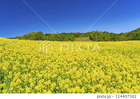初夏に咲く菜の花 三ノ倉高原の花畑 福島県喜多方市 初夏に咲く菜の花 三ノ倉高原の花畑 福島県喜多方市 114407382