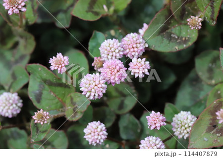 春の庭に咲く白やピンク色の粒状のヒメツルソバの花 114407879