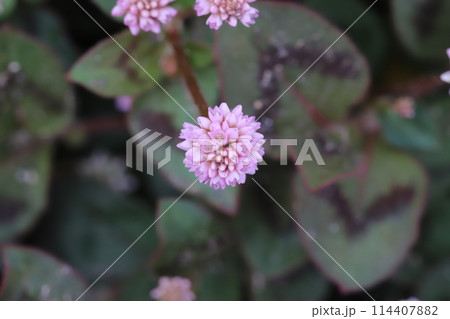 春の庭に咲く白やピンク色の粒状のヒメツルソバの花 春の庭に咲く白やピンク色の粒状のヒメツルソバの花 114407882