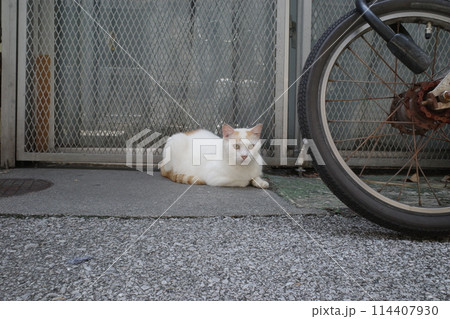 お昼寝する猫 お昼寝する猫 114407930
