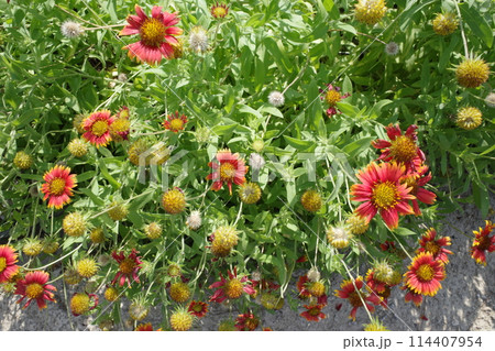 カラフルなジニアの花 114407954