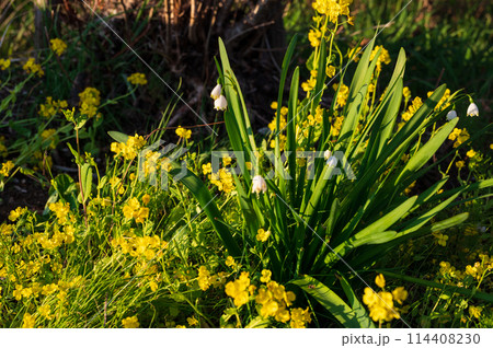 菜の花と咲くスノーフレーク 菜の花と咲くスノーフレーク 114408230
