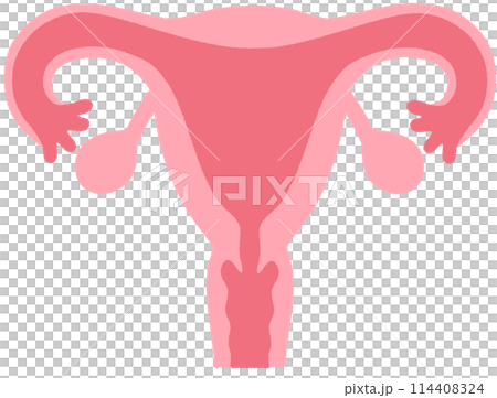 Uterus 114408324
