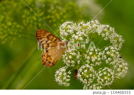 ヒメキマダラヒカゲ 114408333