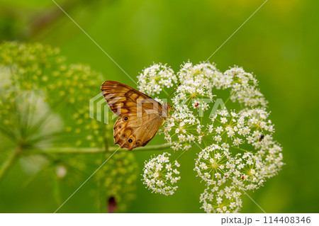 ヒメキマダラヒカゲ ヒメキマダラヒカゲ 114408346