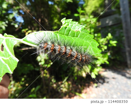 アジサイの葉に着く害虫「クワゴマダラヒトリ」の幼虫 アジサイの葉に着く害虫「クワゴマダラヒトリ」の幼虫 114408350