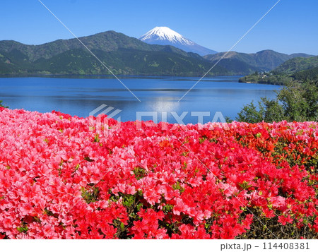神奈川県 初夏の恩賜箱根公園の景観(ツツジと富士山) 5月 神奈川県 初夏の恩賜箱根公園の景観(ツツジと富士山) 5月 114408381