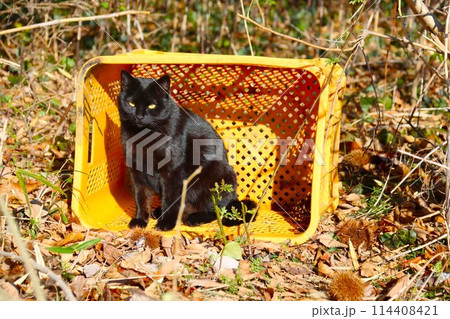 雑木林に置かれた黄色い籠の中に座って見つめる黒い野良猫 雑木林に置かれた黄色い籠の中に座って見つめる黒い野良猫 114408421