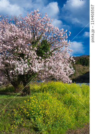 春めき桜と菜の花が咲く里 足柄の里山風景 春めき桜と菜の花が咲く里 足柄の里山風景 114408507