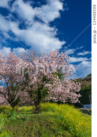 春めき桜と菜の花が咲く里　足柄の里山風景 114408509