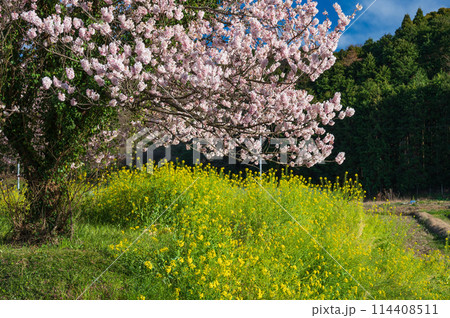 春めき桜と菜の花が咲く里 足柄の里山風景 春めき桜と菜の花が咲く里 足柄の里山風景 114408511