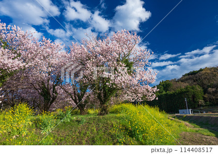 春めき桜と菜の花が咲く里 足柄の里山風景 春めき桜と菜の花が咲く里 足柄の里山風景 114408517