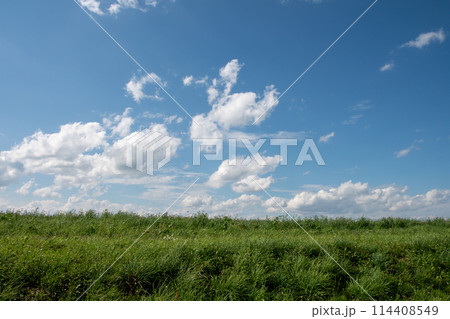 緑の牧草畑と青空 114408549