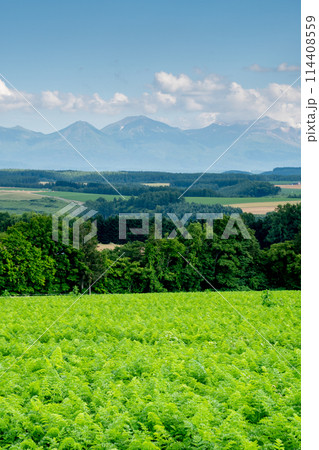 夏の緑のニンジン畑と山並み　十勝岳連峰 114408559