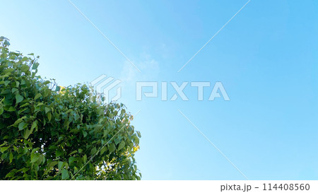 空と木 114408560