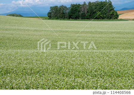 白い花が満開のソバ畑 114408566