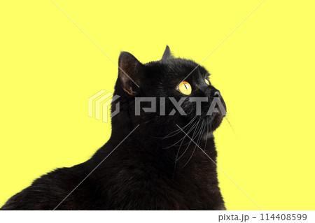 Black fluffy British breed cat with yellow eyes isolated on yellow background. 114408599
