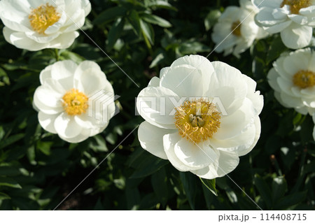 シャクヤク　プレーリームーン 114408715