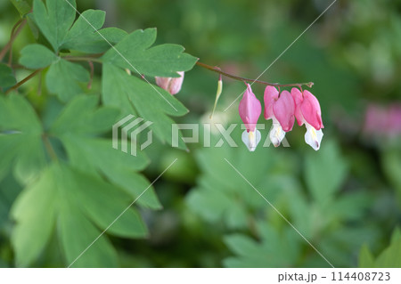 タイツリソウ 114408723