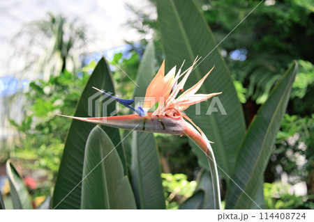 ストレリチアの花(極楽鳥花) 114408724