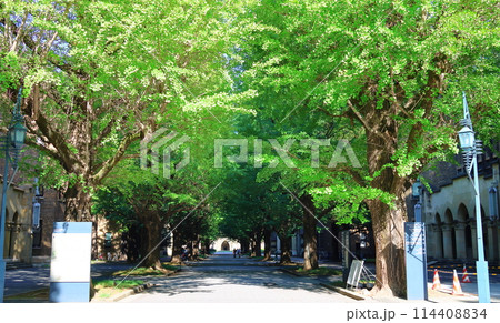東京大学銀杏並木通りから安田講堂へ　東京帝国大学大講堂　本郷地区キャンパス　東京都文京区本郷 114408834