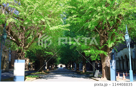 東京大学銀杏並木通りから安田講堂へ　東京帝国大学大講堂　本郷地区キャンパス　東京都文京区本郷 114408835