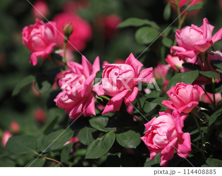 バラ「ピンクダブルノックアウト」 バラ「ピンクダブルノックアウト」 114408885