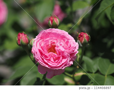 バラ「ルイーズ オディエール」 バラ「ルイーズ オディエール」 114408897