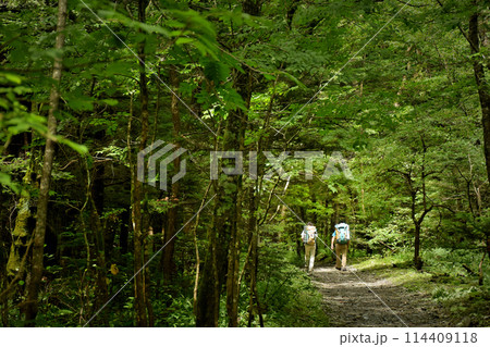 緑のトンネルを抜けて行く登山者達 114409118