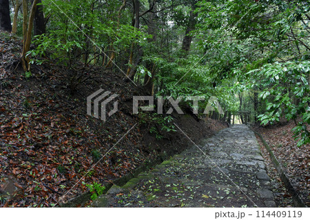 雨に練れた神社の石段 雨に練れた神社の石段 114409119