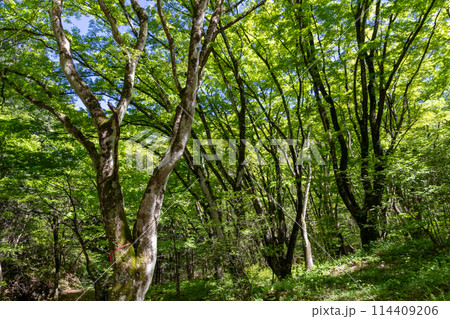 新緑の伊香保森林公園 新緑の伊香保森林公園 114409206