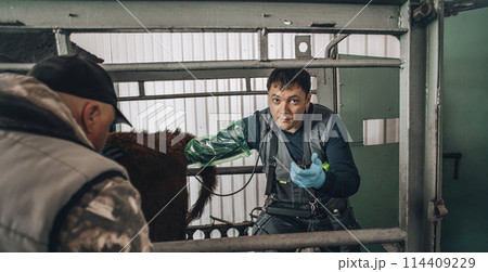 veterinarian conducting an ultrasound examination on a cow, a crucial practice for early diagnosis and monitoring of livestock health veterinarian conducting an ultrasound examination on a cow, a crucial practice for early diagnosis and monitoring of livestock health 114409229