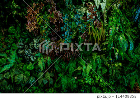 Herb wall, plant wall, natural green wallpaper and background. Herb wall, plant wall, natural green wallpaper and background. 114409858