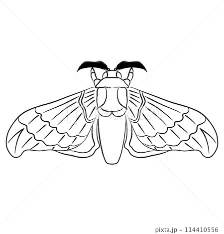 筆書き昆虫単品アイコン 蚕 筆書き昆虫単品アイコン 蚕 114410556