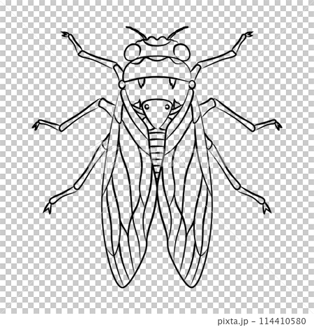 Brush-drawn insect icon: Cicada Brush-drawn insect icon: Cicada 114410580