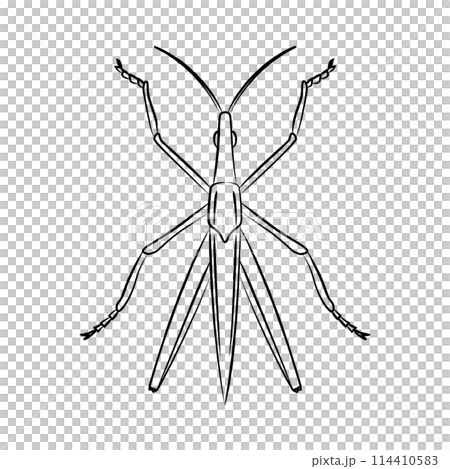 Brush-drawn insect icon: Short-horned grasshopper Brush-drawn insect icon: Short-horned grasshopper 114410583
