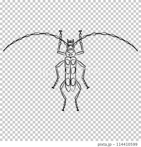 Brush-drawn insect icon: Blue longhorn beetle Brush-drawn insect icon: Blue longhorn beetle 114410599