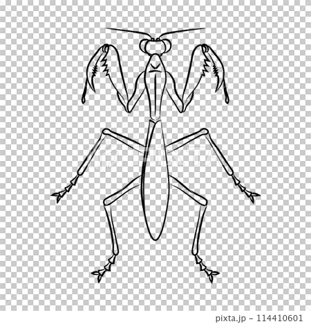 Brush-drawn insect icon: Praying mantis Brush-drawn insect icon: Praying mantis 114410601