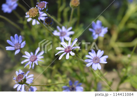 Blue Daisy The Blues Blue Daisy The Blues 114411084