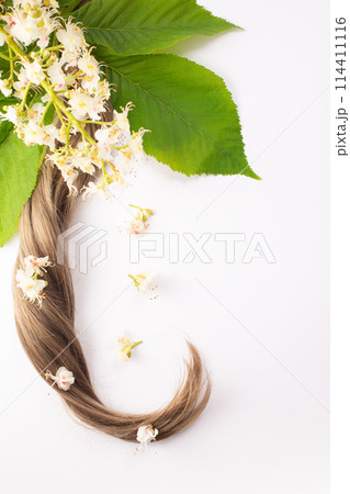 The chestnut flower and hair isolated on a white background. Hairloss concept. Flat lay The chestnut flower and hair isolated on a white background. Hairloss concept. Flat lay 114411116