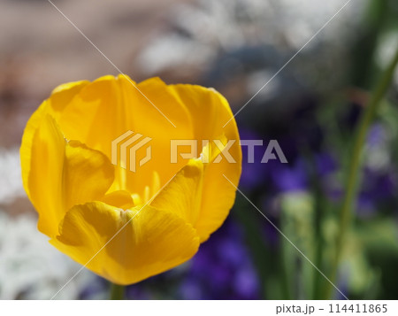 黄色いチューリップ 黄色いチューリップ 114411865