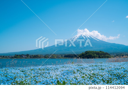 富士山と河口湖とネモフィラ 富士山と河口湖とネモフィラ 114412094