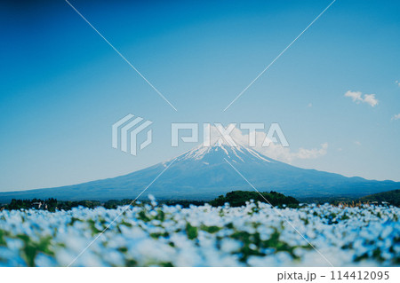 富士山と河口湖とネモフィラ 114412095