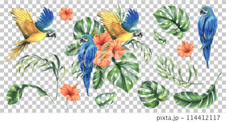 Tropical palm leaves, monstera and flowers of plumeria, hibiscus, bright juicy with blue-yellow macaw parrot. Hand drawn watercolor botanical illustration. Set of elements isolated from background 114412117