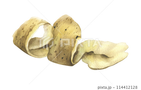 Peeling white potatoes with brown skin in a spiral shape. Watercolor illustration, hand-drawn on the theme of harvest, cooking, food, packaging vegetable shop design. Element isolated from background 114412128