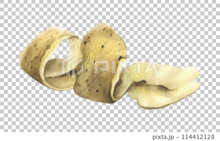 Peeling white potatoes with brown skin in a spiral shape. Watercolor illustration, hand-drawn on the theme of harvest, cooking, food, packaging vegetable shop design. Element isolated from background 114412128