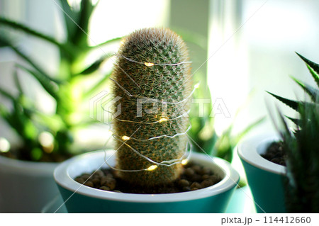 Christmas tree made of cactus, decorated with a Christmas garland, in the home interior. Indoor plant Christmas tree made of cactus, decorated with a Christmas garland, in the home interior. Indoor plant 114412660